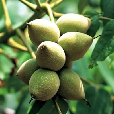 Орех МАНЬЧЖУРСКИЙ в Молодечно