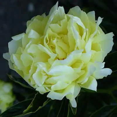 Пион ЗОЛОТАЯ КОЛЕСНИЦА травянистый в Молодечно