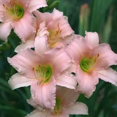 Лилейник ЛАКШЕРИ ЛЕЙС гибридный в Молодечно