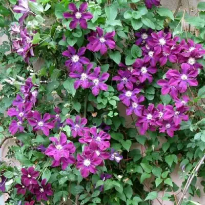 Клематис ГЕРОИ ВАРШАВЫ в Молодечно