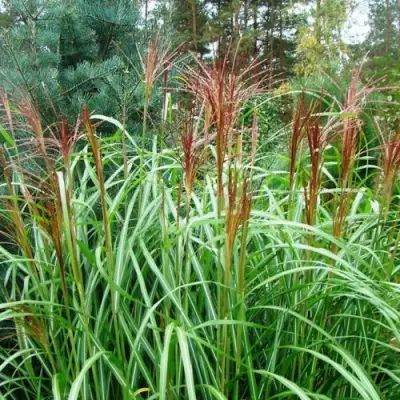 Мискантус МАЛЕПАРТУС китайский  в Молодечно