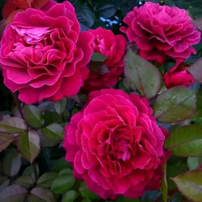 Роза БЕЛЬВЬЮ чайно-гибридная в Молодечно