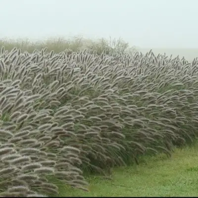 Пеннисетум ЛЕДИ Ю в Молодечно