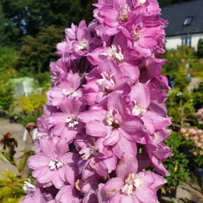 Дельфиниум АСТОЛАТ тихоокеанский в Молодечно