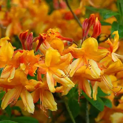 Азалия ОРАНЖ ХИТ листопадная в Молодечно