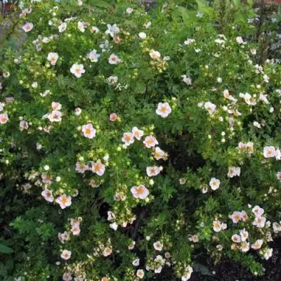 Лапчатка ПИНК КВИН кустарниковая в Молодечно