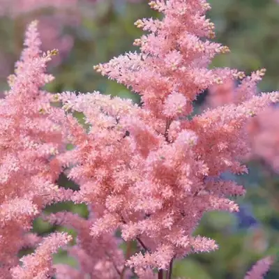 Астильба ГЛИТТЕР ЭНД ГЛАМУР китайская в Молодечно