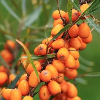 Облепиха АЛТАЙСКАЯ в Молодечно