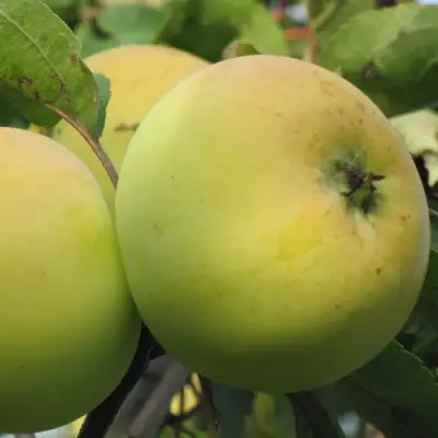 Яблоня РОССИЯНКА в Молодечно