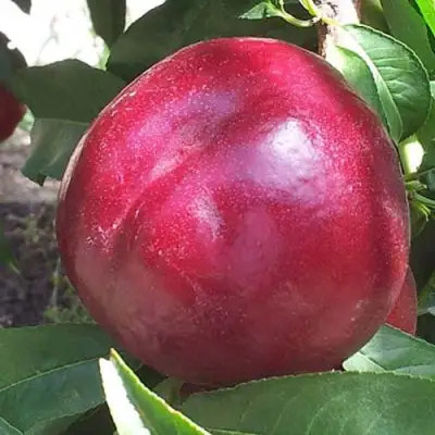 Нектарин ЭКСТРИМ БЬЮТИ в Молодечно