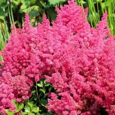 Астильба САННИ ДЕЙ гибридная в Молодечно