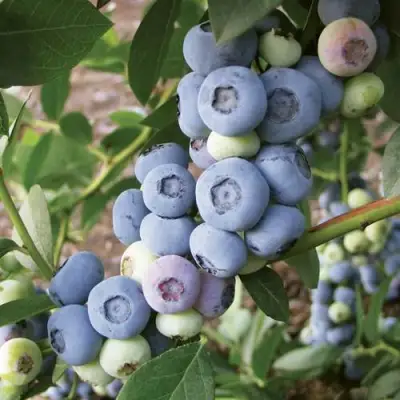 Голубика ЛИБЕРТИ в Молодечно