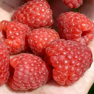 Малина ХЕРИТЕЙДЖ в Молодечно