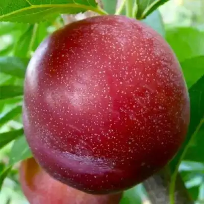 Слива БЕРБАНК ГИГАНТ в Молодечно