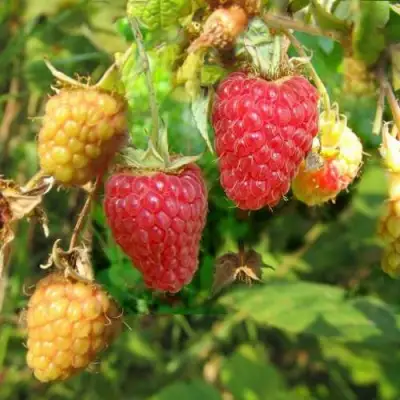 Малина РАДЗИЕВА в Молодечно