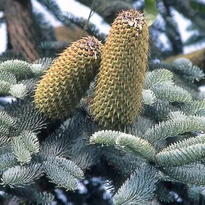 Пихта благородная в Молодечно