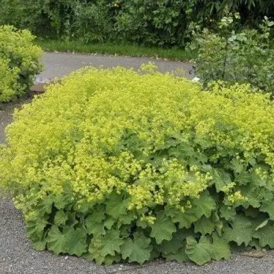 Манжетка ТРИЛЛЕР мягкая в Молодечно