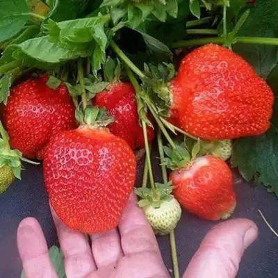 Клубника АЗИЯ в Молодечно