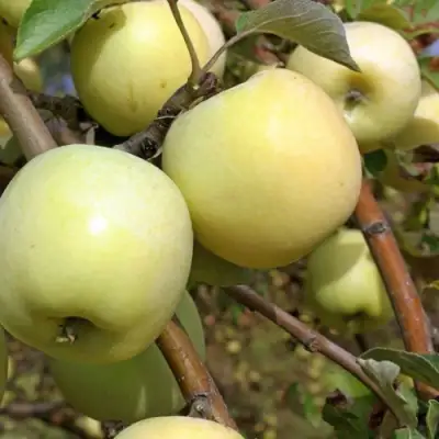 Яблоня АНТОНОВКА ОБЫКНОВЕННАЯ в Молодечно