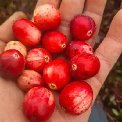 Клюква СТАНКОВИЧ в Молодечно