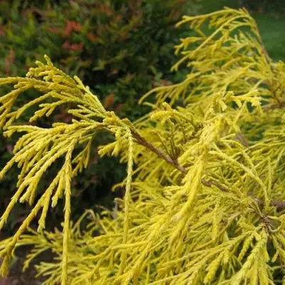 Кипарисовик ВАВЕЛ горохоплодный в Молодечно