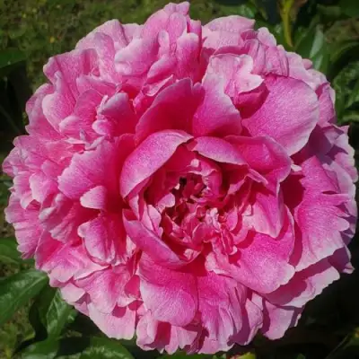 Пион ЗЕ ФОН травянистый в Молодечно