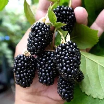 Ежевика ПРАЙМ АРК 45 ремонтантная   в Молодечно