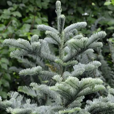 Пихта благородная в Молодечно