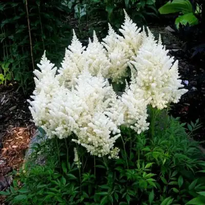 Астильба ДОЙЧЛАНД японская в Молодечно