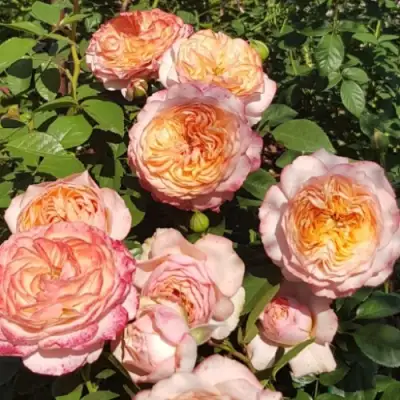 Роза СУРИР ДЕ ХАВР чайно-гибридная в Молодечно