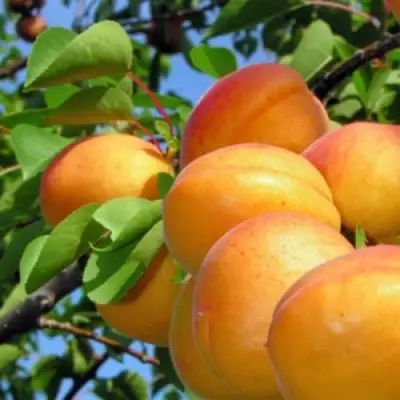 Абрикос ЭДЕЛЬВЕЙС в Молодечно