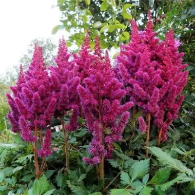 Астильба ВИЖНС китайская в Молодечно