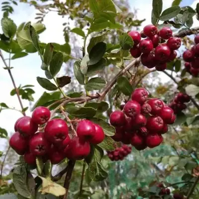 Рябина ГРАНАТНАЯ сладкоплодная в Молодечно