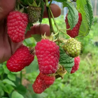 Малина ЛЯЧКА (ЛАШКА, ЛЯШКА) в Молодечно