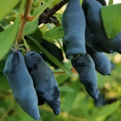Жимолость съедобная СИЛЬГИНКА в Молодечно