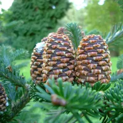 Пихта ФРАЗЕРА в Молодечно