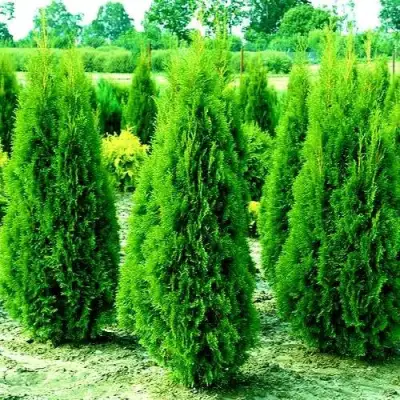 Туя ВИДМАНТ западная в Молодечно