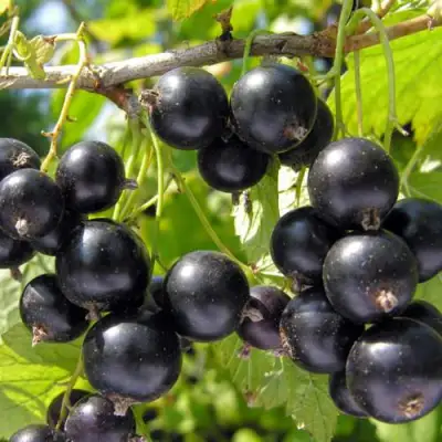 Смородина черная ГАМАЮН в Молодечно