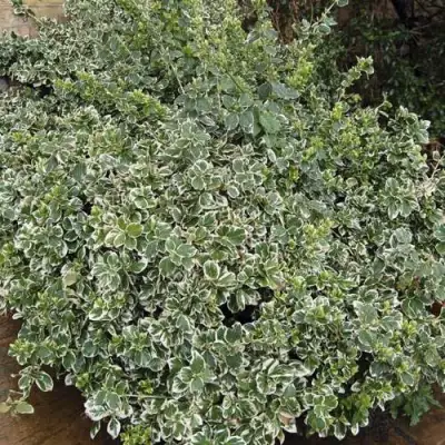 Бересклет ЭМЕРАЛЬД ГАИТИ форчуна  в Молодечно