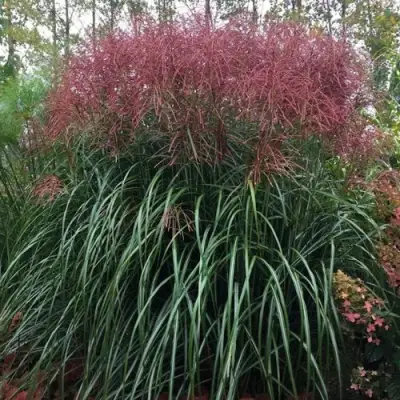 Мискантус МАЛЕПАРТУС китайский  в Молодечно
