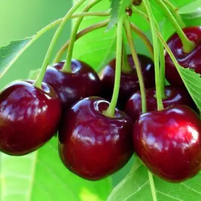 Вишня ВЯНОК в Молодечно