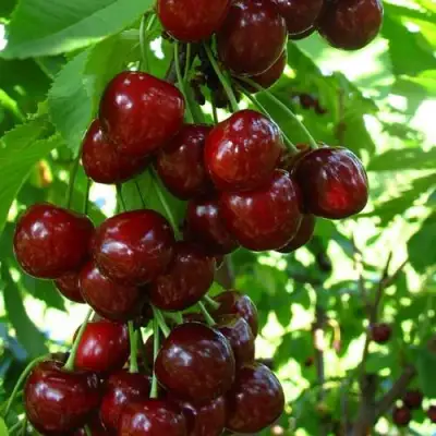 Вишня ВОСТОРГ колонновидная в Молодечно