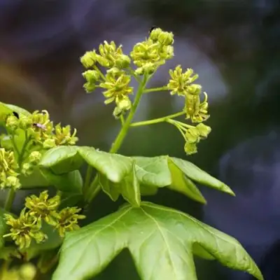 Клен полевой в Молодечно