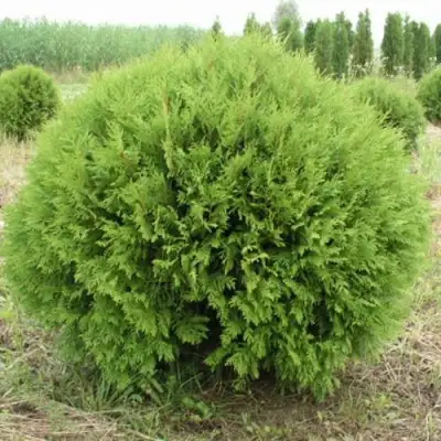 Туя ГЛОБОЗА западная в Молодечно