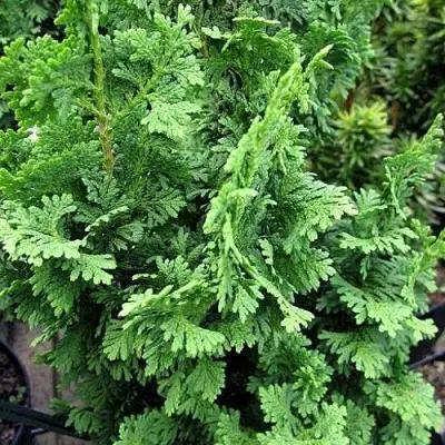 Туя ЗМАТЛИК западная в Молодечно