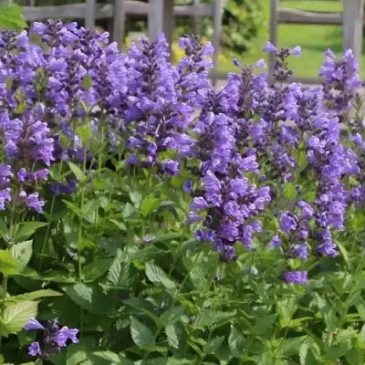 Котовник БЛЮ ДРИМС полусидячий в Молодечно