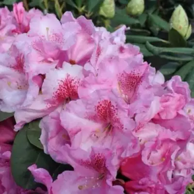 Рододендрон КЛАУДИУС в Молодечно