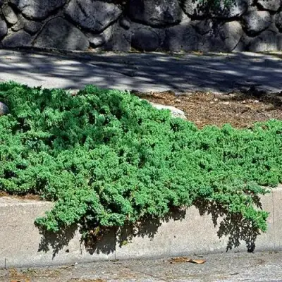 Можжевельник НАНА лежачий в Молодечно