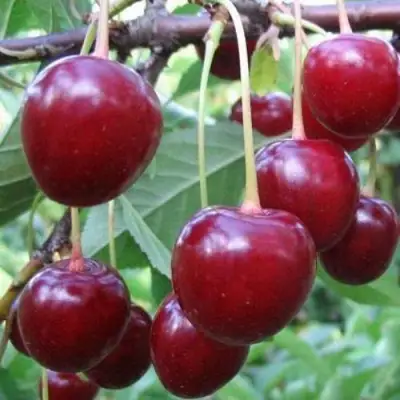 Вишня ТУРГЕНЕВКА в Молодечно