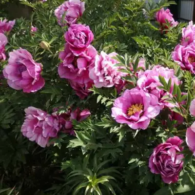 Пион ВРАТА ХРАМА древовидный  в Молодечно